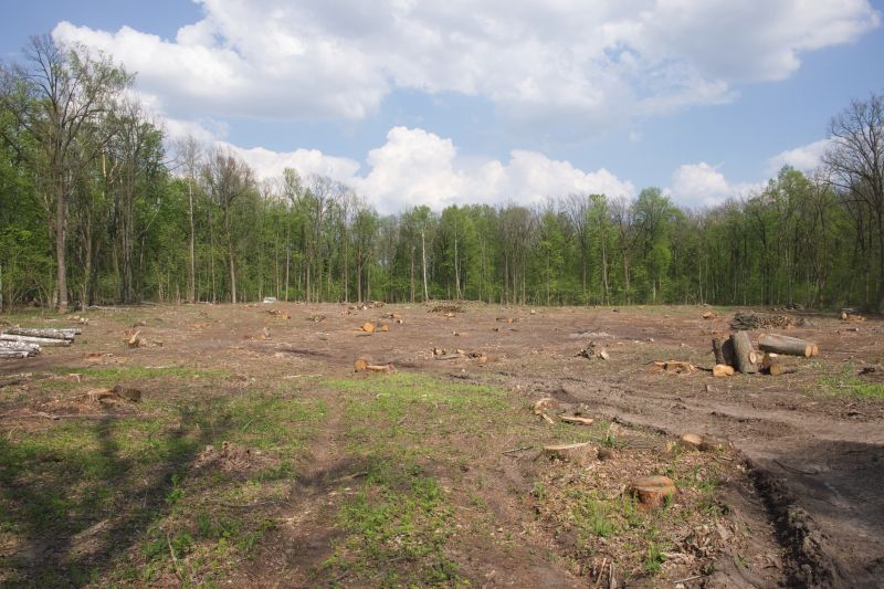 Pasture Clearing in Katy, TX